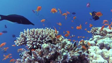 静态视频珊瑚礁红色的海阿布配音美丽的<strong>水下景观</strong>热带鱼珊瑚生活珊瑚礁埃及