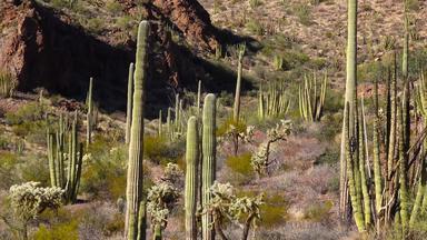典型的沙漠景观仙人掌器官管仙人掌国家纪念碑器官管道仙人掌马鞭植物亚利桑那州