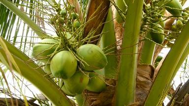 <strong>特写</strong>镜头异国情调的绿色棕榈树叶子集群年轻的新鲜的轮椰子<strong>水果</strong>牛奶内部自然纹理热带象征<strong>夏天</strong>常绿植物健康的有机素食者食物
