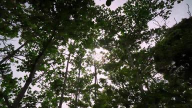 绿色热带森林马来西亚