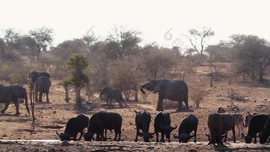 非洲水牛非洲大象斑马南非洲