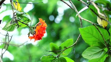 金合欢盖革树科迪亚红色的橙色花雨下降绿色花园
