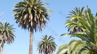 手掌这些洛杉矶加州美国夏<strong>季</strong>审美圣诞老人莫妮卡威尼斯海滩太平洋海洋清晰的蓝色的天空标志性的棕榈树<strong>大气</strong>贝弗利山好莱坞共鸣