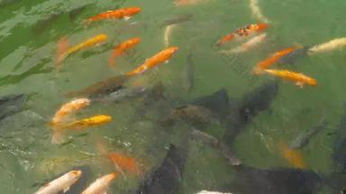 锦 鲤鱼银鲤鱼池塘吃