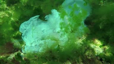 大水母谎言死底rhizostoma表示“肺”一般桶水母钵水母黑色的海