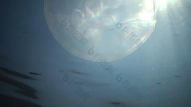 奥雷利亚奥里塔月亮果冻月亮水母常见的水母飞碟果冻水母浮动水列黑色的海