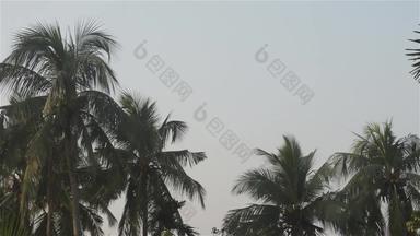 椰子棕榈树森林越南全景景观热带椰子树顶前角视图热带椰子棕榈树种植园夏天日落美丽的景观视频镜头