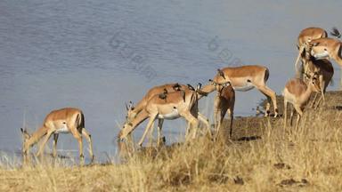 黑斑羚羚羊喝水克鲁格国家公园