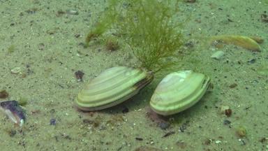 软体动物很快洞穴沙子黑色的海donax荸荠属突然楔壳牌楔蛤双壳类物种家庭donacidae