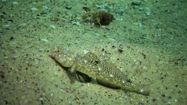 大理石的虾虎鱼波马托希斯图斯图斯marmoratus男性保护巢壳牌贻贝挠鱼黑色的海敖德萨海湾