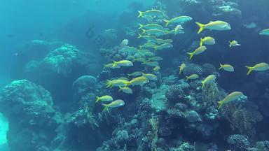 黄鳍金枪鱼绯鲵鲣穆洛伊德斯vanicolensis群鱼慢慢地游泳珊瑚礁鱼红色的海