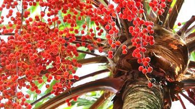 红色的棕榈种子日益增长的树花园雨季节