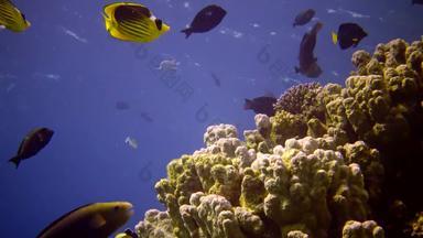 珊瑚礁红色的海阿布配音静态视频美丽的水下景观热带鱼珊瑚生活珊瑚礁埃及