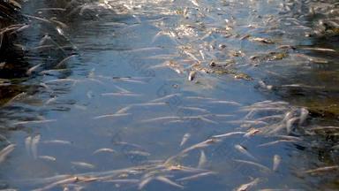 <strong>死亡</strong>鱼阿瑟琳娜自然储层缺乏氧气环境问题蒂利古尔河口乌克兰