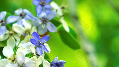 木材<strong>简历</strong>蓝色的白色花盛开的模糊花园