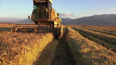 呃结合收割机收集小麦作物索尼拍摄