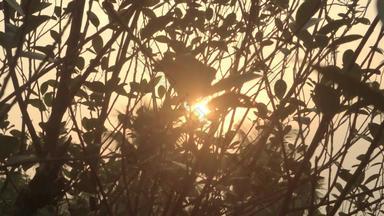 早....阳光树叶子森林林地环境前景轮廓回来基斯明亮的阳光美自然主题背景镜头