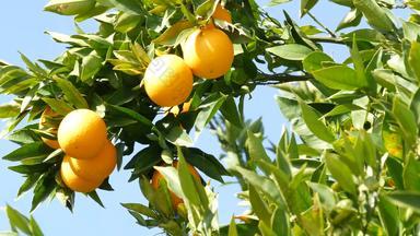 柑橘类橙色水<strong>果树</strong>加州美国春天花园美国当地的农业农场种植园家园园艺多汁的新鲜的叶子异国情调的热带收获分支春天天空