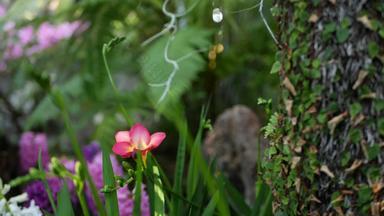 <strong>小小</strong>苍兰风信子紫色的花森林加州美国春天早....大气精致的小紫罗兰色的粉红色的绿色植物春天仙女植物纯新鲜荒野木生态系统
