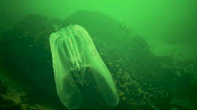 助记符leidyi霍格梳子果冻海胡桃木物种tentaculate栉水母黑色的海