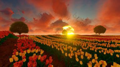 蓝色的天空郁金香场美丽的户外风景荷兰荷兰灯泡场色彩斑斓的郁金香