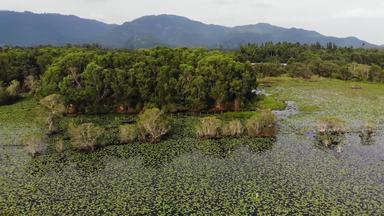 平静池塘荷花无人机视图莲花叶子浮动表面宁静的湖绿色农村KOH寒天堂岛泰国山背景自然保护