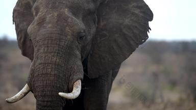 巨大的<strong>大象</strong>荒野非洲