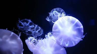 集团荧光水母游泳水族馆池透明的水母水下镜头发光的<strong>美杜莎</strong>移动水海洋生活壁纸背景