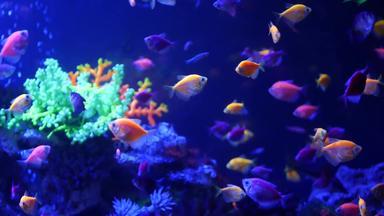 色彩斑斓的生动的鱼发光紫罗兰色的水族馆紫外线光紫色的荧光热带水生天堂异国情调的背景发光的闪亮的生态系统充满活力的幻想装饰霓虹灯坦克
