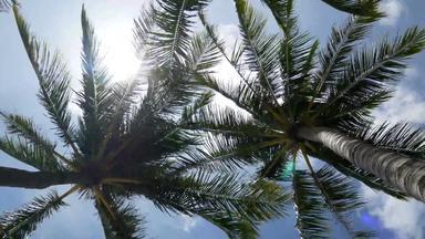 关闭摇摆椰子棕榈树叶子<strong>中脉</strong>蓝色的天空复制空间区域循环蓝色的天空夏天镜头背景
