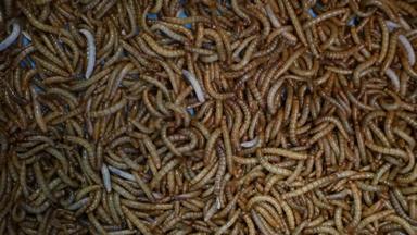 甲虫幼虫爬行容器小活着黄粉虫食物准备爬行底容器市场