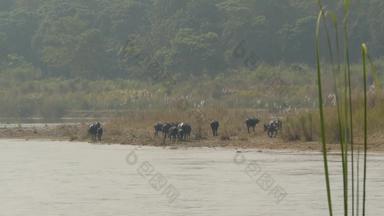 野生公牛队海岸国家公园河视图黑色的野生水牛海岸河奇旺国家公园阳光阴霾尼泊尔