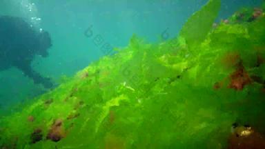 水下景观潜水员触摸手绿色藻类浒苔日益增长的石头黑色的海