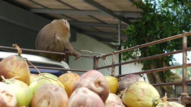 可爱的猴子工人休息椰子收获收集动物劳动<strong>圈养</strong>链农场坚果准备好了石油纸浆生产传统的亚洲农业泰国