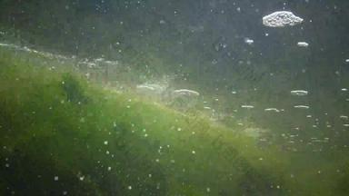 相机移动水新鲜的水流藻类快流动水流动水