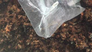 塑料袋海杀手海鱼动物塑料碎片环境污染死亡水生居民黑色的海乌克兰