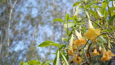 曼陀罗花开花园艺加州美国自然植物关闭背景黄色的布鲁姆春天早....花园新鲜的春天植物区系软焦点天使小号植物