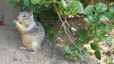 beechey地面松鼠常见的加州太平洋海岸美<strong>国有</strong>趣的行为可爱的灰色的野生啮齿动物小有趣的动物自然栖息地漂亮的流行食物美国