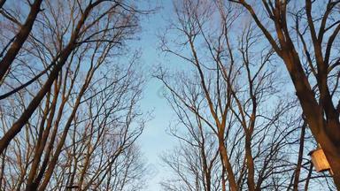 视图无叶的树蓝色的天空只树秋天
