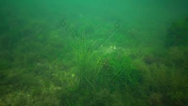 目前小属广泛分布式seagrasses黑色的海海湾敖德萨