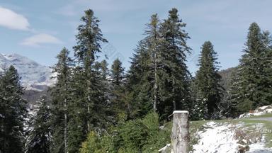 冷杉树法国庇里牛斯山山图片Midibigorre背景