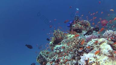 静态视频杂项珊瑚礁红色的海阿布dubb美丽的<strong>水下景观</strong>热带鱼珊瑚生活珊瑚礁埃及