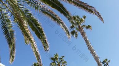 手掌这些洛杉矶加州美国夏季审美圣诞老人莫妮卡威尼斯海滩太平洋海洋清晰的蓝色的天空<strong>标志性</strong>的棕榈树大气贝弗利山好莱坞共鸣