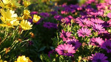 黛<strong>西玛</strong>格丽特色彩斑斓的花加州美国Aster角金盏花多色紫色的紫罗兰色的布鲁姆首页园艺美国装饰观赏室内植物自然植物大气