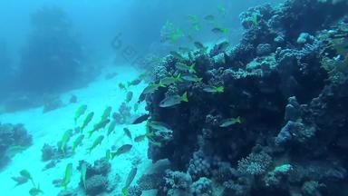 黄鳍<strong>金枪鱼</strong>绯鲵鲣穆洛伊德斯vanicolensis群鱼慢慢地游泳珊瑚礁鱼红色的海