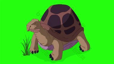 大棕色（的）大象乌龟吃草浓度关键