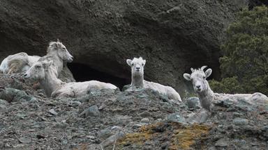 大角羊羊产卵管<strong>黄花</strong>山山坡上蒙大拿美国