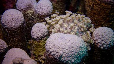 珊瑚礁红色的海美丽的水下景观珊瑚触角珊瑚抓浮游生物影响水埃及