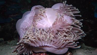 异形目不错啊华丽的海海葵ritteri海葵
