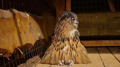 美丽的大猫头鹰坐在木地板上